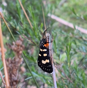 Phalaenoides tristifica at Bungendore, NSW - 15 Nov 2024