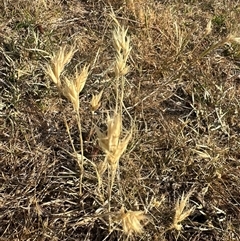 Rytidosperma (genus) (Wallaby Grass) at Murrumbateman, NSW - 15 Nov 2024 by Batogal