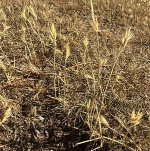 Rytidosperma sp. at Murrumbateman, NSW - 15 Nov 2024