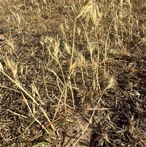 Rytidosperma sp. at Murrumbateman, NSW - 15 Nov 2024