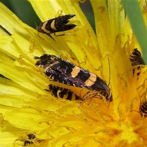 Glyphipterix chrysoplanetis at Yarralumla, ACT - 5 Nov 2024