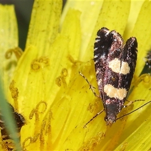 Glyphipterix chrysoplanetis at Yarralumla, ACT - 5 Nov 2024