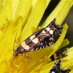 Glyphipterix chrysoplanetis at Yarralumla, ACT - 5 Nov 2024