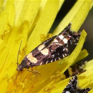 Glyphipterix chrysoplanetis at Yarralumla, ACT - 5 Nov 2024