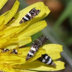 Glyphipterix meteora at Yarralumla, ACT - 5 Nov 2024