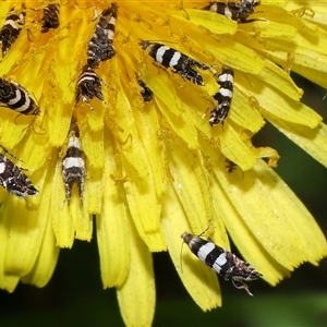 Glyphipterix meteora at Yarralumla, ACT - 5 Nov 2024