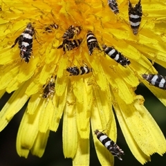 Glyphipterix meteora at Yarralumla, ACT - 5 Nov 2024