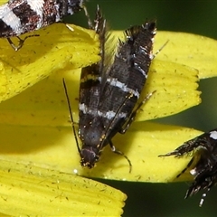 Glyphipterix platydisema (A Gem moth (Gliphypterigidae)) at Yarralumla, ACT - 5 Nov 2024 by TimL