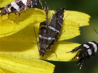 Glyphipterix platydisema (A Gem moth (Gliphypterigidae)) at Yarralumla, ACT - 5 Nov 2024 by TimL