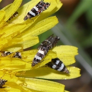 Glyphipterix platydisema at Yarralumla, ACT - 5 Nov 2024