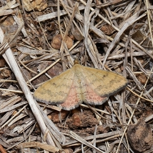 Scopula rubraria at Yarralumla, ACT - 15 Nov 2024 12:49 PM