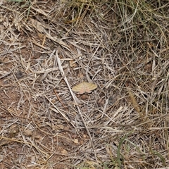 Scopula rubraria at Yarralumla, ACT - 15 Nov 2024