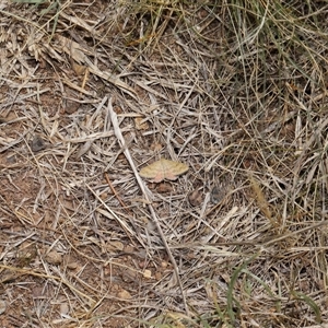 Scopula rubraria at Yarralumla, ACT - 15 Nov 2024