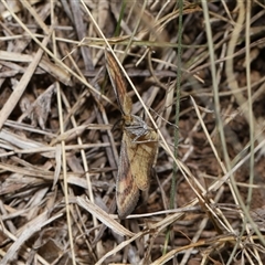 Scopula rubraria at Yarralumla, ACT - 15 Nov 2024 12:49 PM