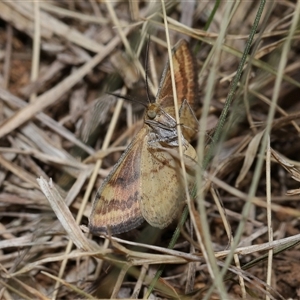 Scopula rubraria at Yarralumla, ACT - 15 Nov 2024 12:49 PM