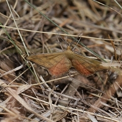 Scopula rubraria at Yarralumla, ACT - 15 Nov 2024 12:49 PM