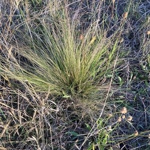 Nassella trichotoma at Watson, ACT - 15 Nov 2024