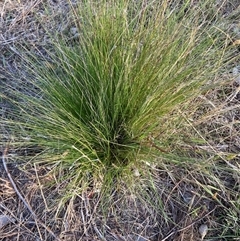 Nassella trichotoma at Watson, ACT - 15 Nov 2024