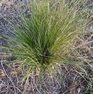 Nassella trichotoma at Watson, ACT - 15 Nov 2024