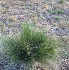 Nassella trichotoma at Watson, ACT - 15 Nov 2024