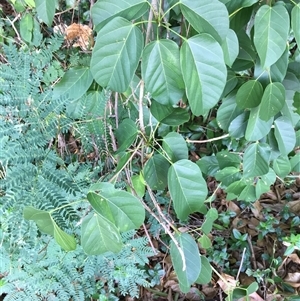 Sterculia quadrifida at Manoora, QLD - 15 Nov 2024