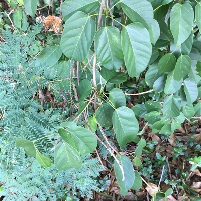 Sterculia quadrifida (red–fruited kurrajong, peanut tree) at Manoora, QLD - 15 Nov 2024 by JasonPStewartNMsnc2016