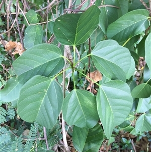 Sterculia quadrifida at Manoora, QLD - 15 Nov 2024 10:14 AM
