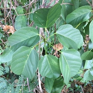 Sterculia quadrifida at Manoora, QLD - 15 Nov 2024