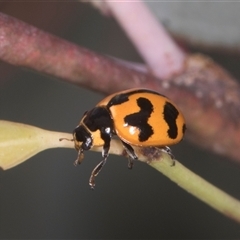 Coccinella transversalis (Transverse Ladybird) at Higgins, ACT - 15 Nov 2024 by AlisonMilton