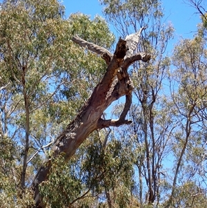 Eucalyptus sp. at Maude, NSW - suppressed