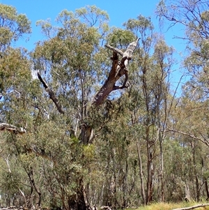 Eucalyptus sp. at Maude, NSW - 22 Nov 2021