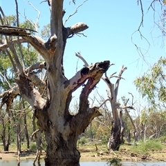 Eucalyptus sp. (A Gum Tree) at Maude, NSW - 22 Nov 2021 by MB