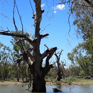 Eucalyptus sp. at Maude, NSW - suppressed