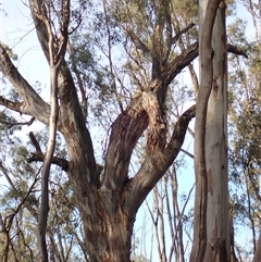 Eucalyptus sp. at Waugorah, NSW - 25 Nov 2021 by MB