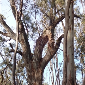 Eucalyptus sp. at Waugorah, NSW - 26 Nov 2021