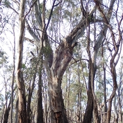 Eucalyptus sp. at Waugorah, NSW - suppressed