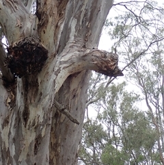 Eucalyptus sp. (A Gum Tree) at Waugorah, NSW - 25 Nov 2021 by MB