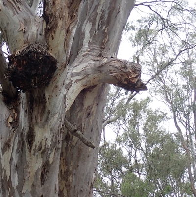 Eucalyptus sp. at Waugorah, NSW - 24 Nov 2021 by MB