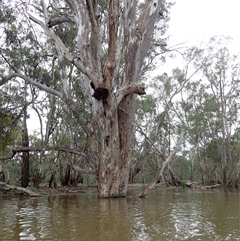 Eucalyptus sp. at Waugorah, NSW - 25 Nov 2021