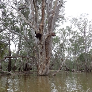 Eucalyptus sp. at Waugorah, NSW - suppressed