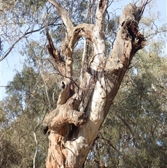 Eucalyptus sp. at Waugorah, NSW - 25 Nov 2021 by MB