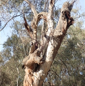 Eucalyptus sp. at Waugorah, NSW - suppressed