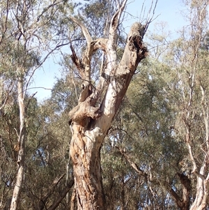 Eucalyptus sp. at Waugorah, NSW - suppressed