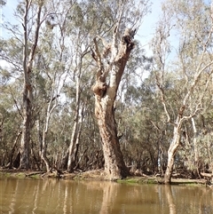 Eucalyptus sp. at Waugorah, NSW - suppressed