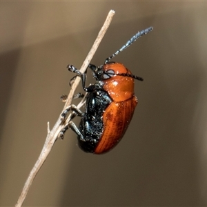 Aporocera (Aporocera) haematodes at Lawson, ACT - 11 Nov 2024