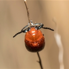 Aporocera (Aporocera) haematodes at Lawson, ACT - 11 Nov 2024