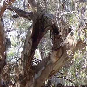 Eucalyptus sp. at Balranald, NSW - suppressed