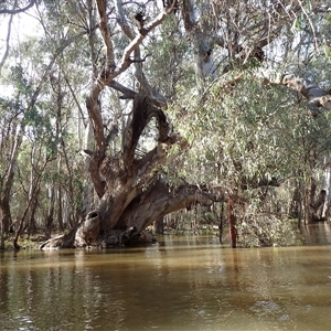 Eucalyptus sp. at Balranald, NSW - suppressed