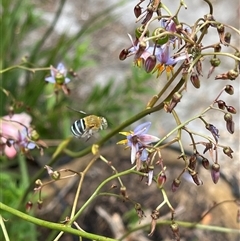 Amegilla sp. (genus) (Blue Banded Bee) at Kambah, ACT - 13 Nov 2024 by LineMarie