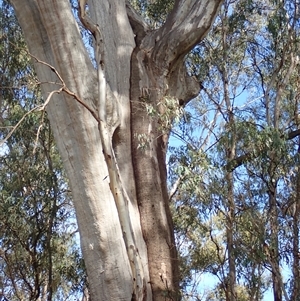 Eucalyptus sp. at Waugorah, NSW - suppressed